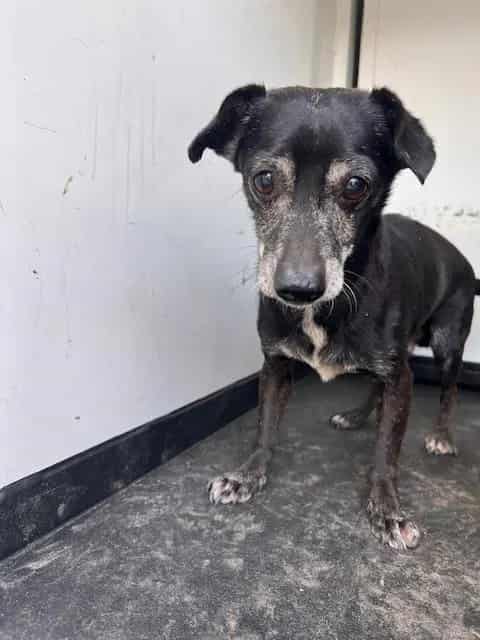 Photo of Senior Chihuahua - Smooth Coated, adoptable senior Chihuahua - Smooth Coated in Bakersfield, California