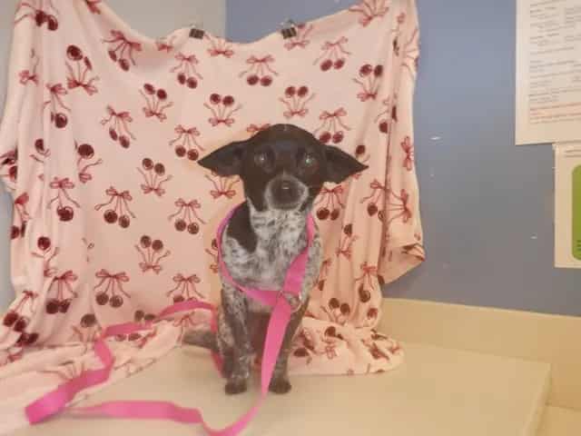 Photo of Senior Chihuahua - Smooth Coated, adoptable senior Chihuahua - Smooth Coated in San José, California