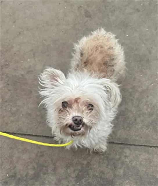 Photo of Tata, adoptable senior Mixed Breed
