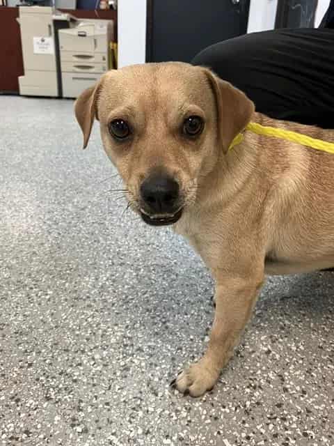 Photo of Max, adoptable senior Mixed Breed