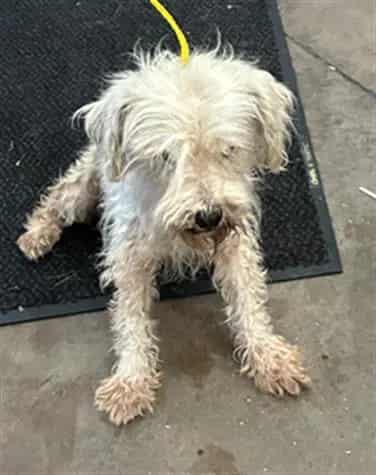 Photo of BJ, adoptable senior Mixed Breed