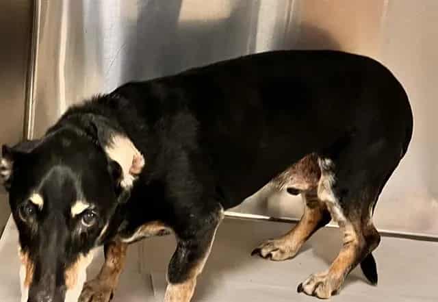 Photo of Lefty, adoptable senior Terrier in Miami, Florida