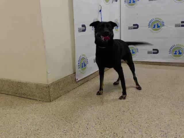 Photo of Mia, adoptable senior Terrier mix in Miami, Florida