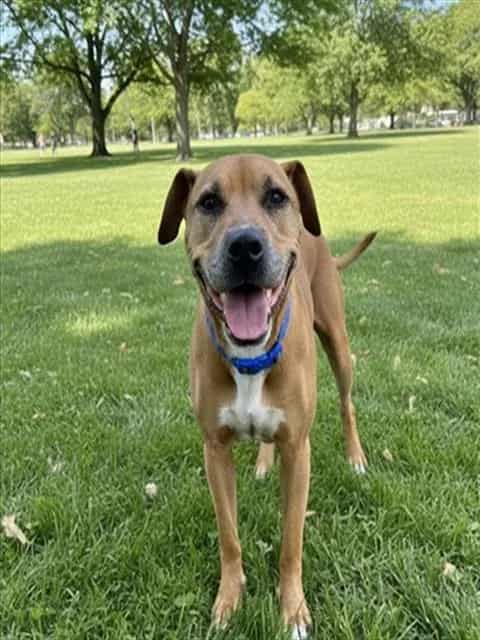 Photo of Bunny, adoptable senior Terrier in Miami, Florida