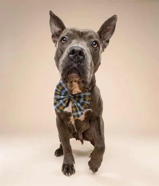 Photo of Ashley, adoptable senior Terrier in Miami, Florida