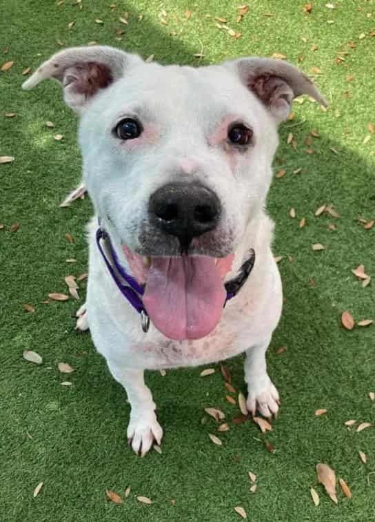 Photo of Luke, adoptable senior dog in Palmetto, Florida