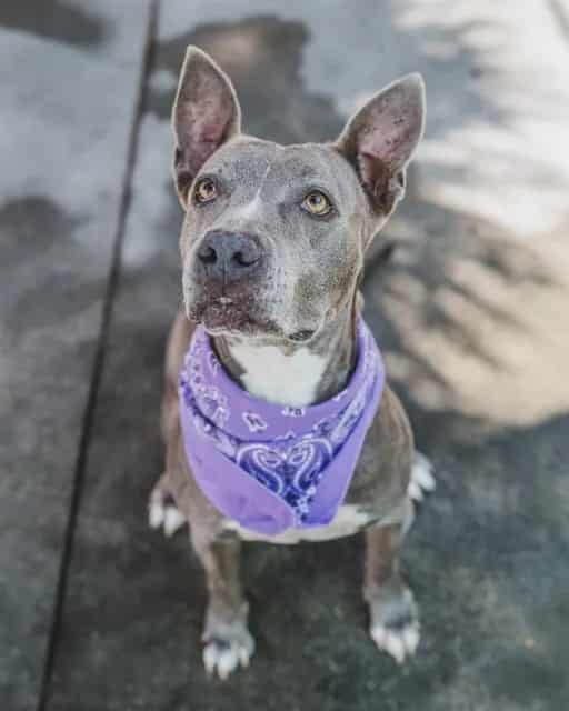 Photo of Merry, adoptable senior Terrier mix in Miami, Florida