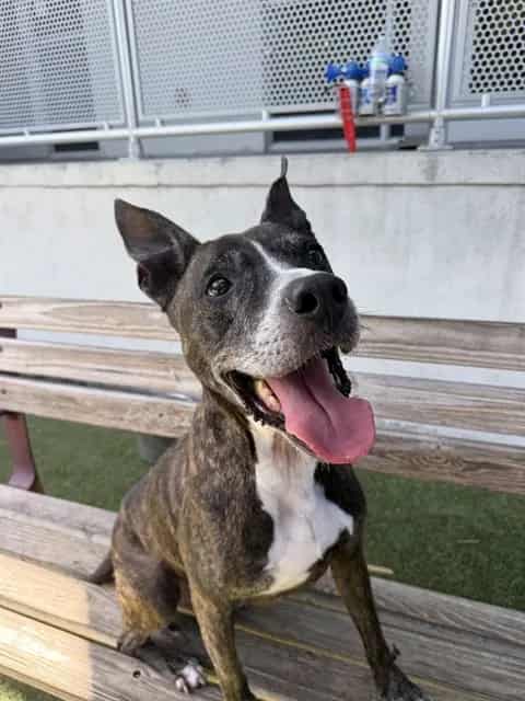 Photo of Sunset, adoptable senior Terrier in Miami, Florida