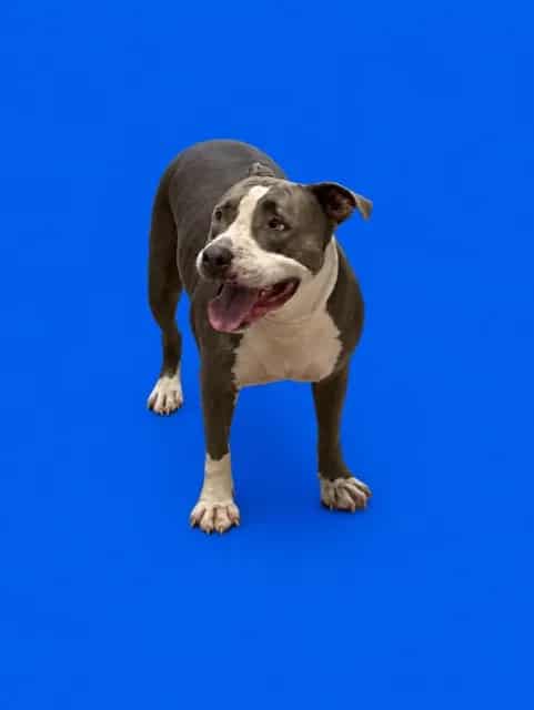 Photo of Mina, adoptable senior American Pit Bull Terrier in Miami, Florida