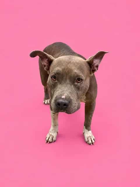 Photo of Sparkle, adoptable senior Terrier mix in Miami, Florida