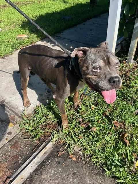 Photo of Bobby, adoptable senior American Bulldog in Miami, Florida