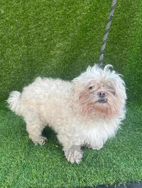 Photo of Lincolin, adoptable senior Poodle - Miniature in Chicago Ridge, Illinois