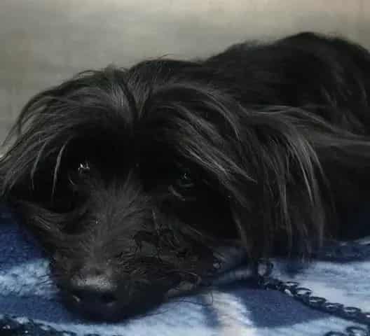 Photo of Petal, adoptable senior Terrier in Chicago Ridge, Illinois