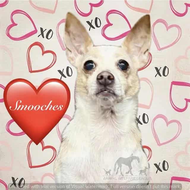 Photo of Smooches, adoptable senior Chihuahua - Smooth Coated in Chicago Ridge, Illinois