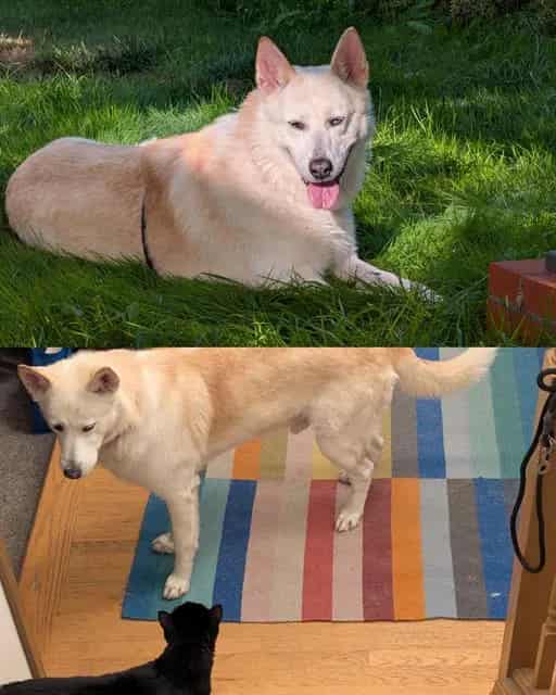 Photo of Leo, adoptable senior Alaskan Husky and German Shepherd Dog in Kent, Washington
