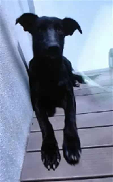 Photo of Senior Shepherd mix, adoptable senior Shepherd mix in Devore, California