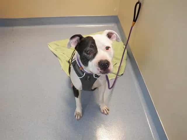Photo of Hank, adoptable senior Pit Bull Terrier in San José, California