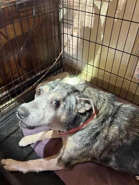 Photo of Bella, adoptable senior Mixed Breed