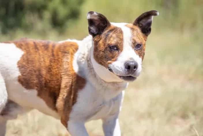 Photo of Buddy, adoptable senior Mixed Breed in Santa Fe, New Mexico