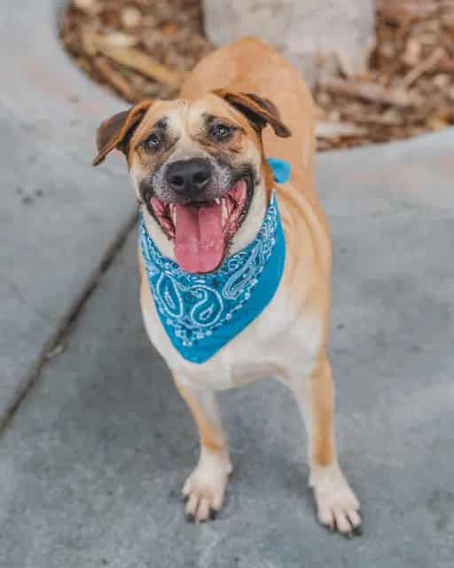 Photo of Leo, adoptable senior Terrier in Miami, Florida