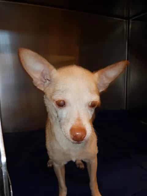 Photo of Betty, adoptable senior Chihuahua - Smooth Coated in San José, California