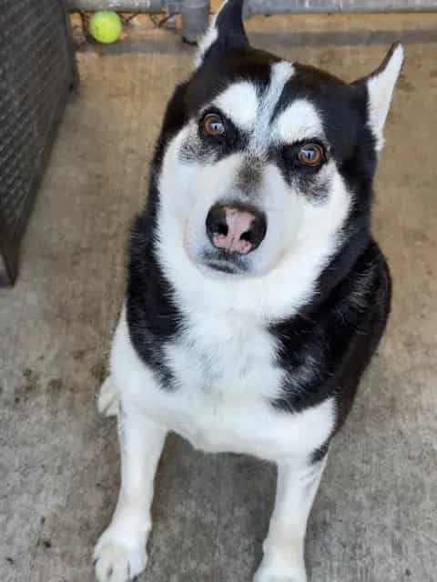 Photo of Cole Porter, adoptable senior Alaskan Husky in Chicago, Illinois