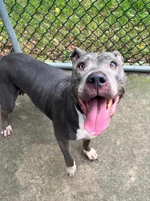 Photo of Roxie, adoptable senior American Pit Bull Terrier in Chicago, Illinois