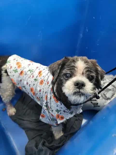 Photo of Escubidu, adoptable senior Shih Tzu mix
