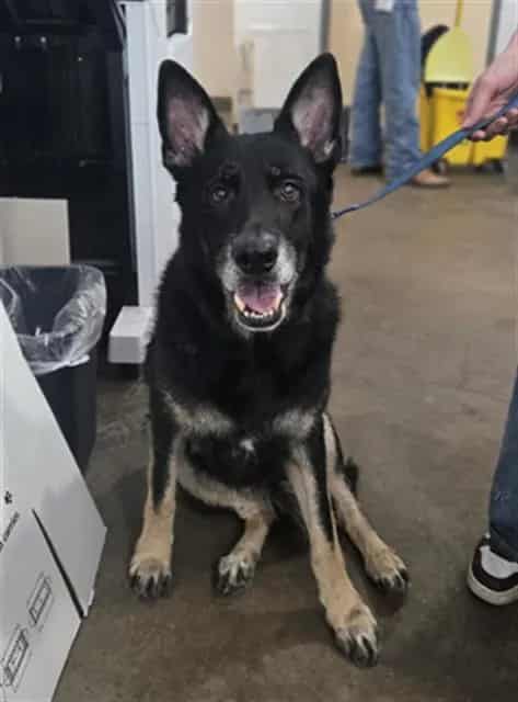 Photo of Peter, adoptable senior Mixed Breed