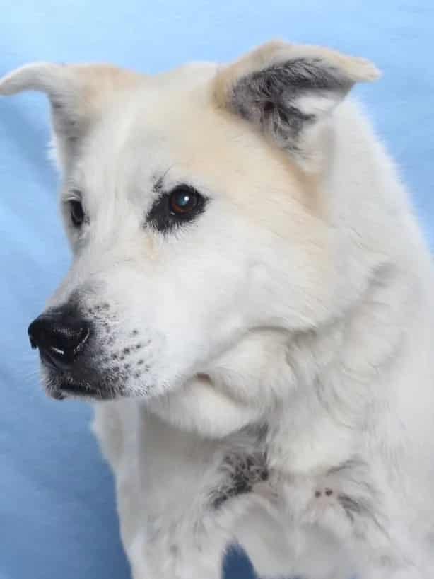 Photo of Bruce, adoptable senior Alaskan Husky mix