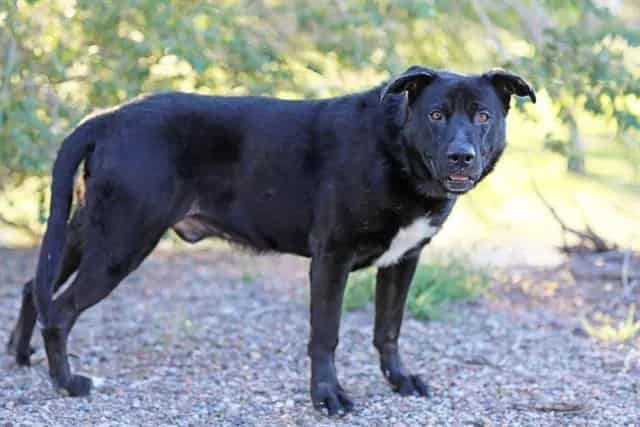 Photo of Samson, adoptable senior German Shepherd Dog mix in Albuquerque, New Mexico
