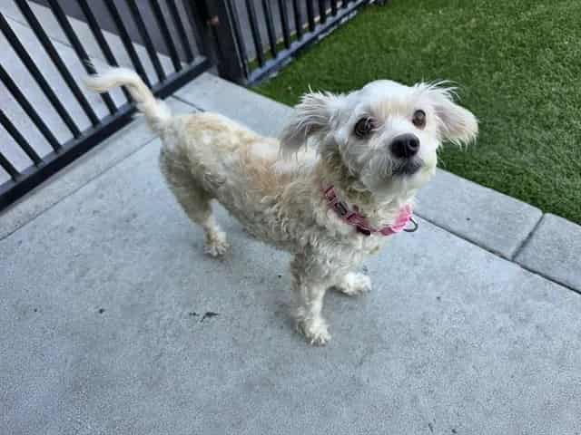 Photo of Annie, adoptable senior Poodle - Miniature mix