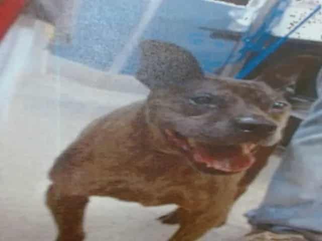 Photo of Cheez, adoptable senior Terrier mix in Miami, Florida