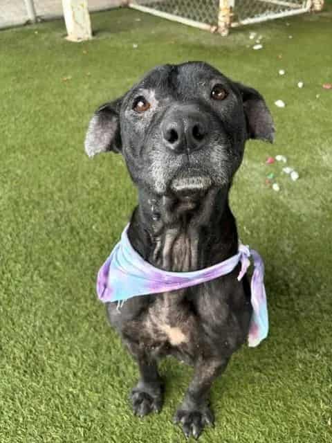 Photo of Sally, adoptable senior Terrier in Miami, Florida