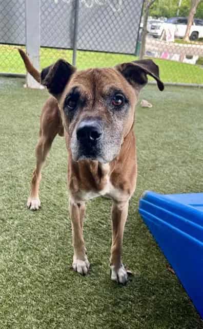 Photo of Justin, adoptable senior Terrier in Miami, Florida