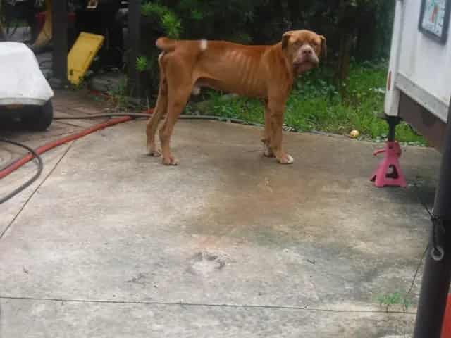 Photo of Marty, adoptable senior Bullmastiff mix in Miami, Florida