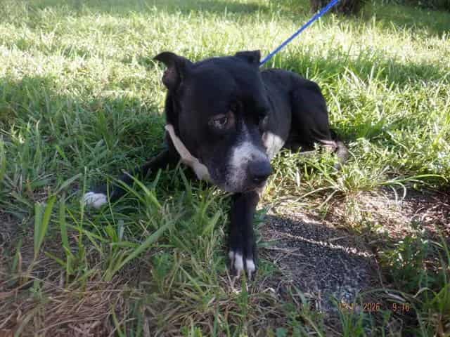 Photo of Tbone, adoptable senior Terrier in Miami, Florida
