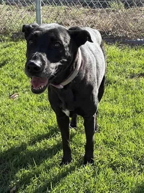 Photo of Senior Labrador Retriever and Pit Bull Terrier, adoptable senior Labrador Retriever and Pit Bull Terrier in Devore, California