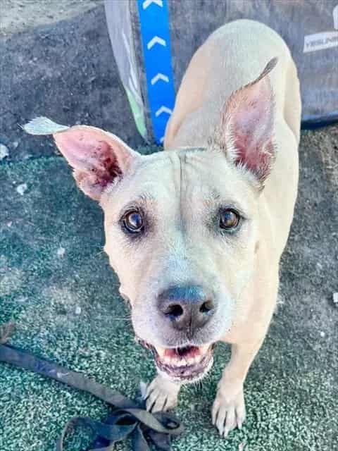 Photo of Senior Pit Bull Terrier mix, adoptable senior Pit Bull Terrier mix in Devore, California