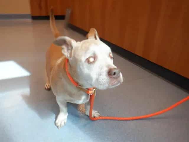 Photo of Ceaser, adoptable senior Pit Bull Terrier and Dachshund in San José, California