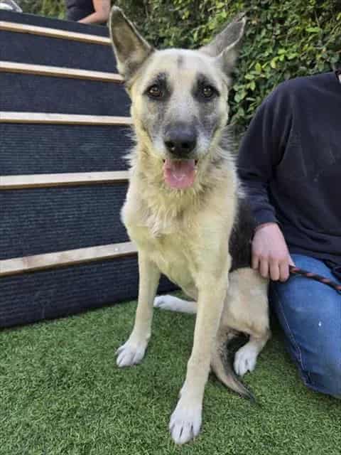 Photo of Marionette, adoptable senior German Shepherd Dog in San José, California