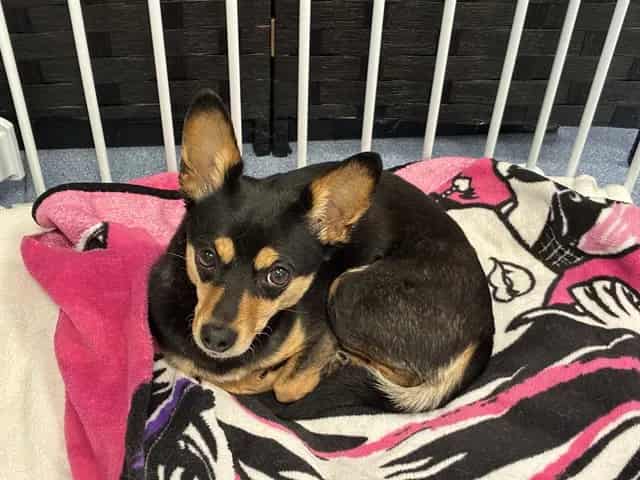Photo of Ruby, adoptable senior Chihuahua - Smooth Coated and Dachshund in San José, California