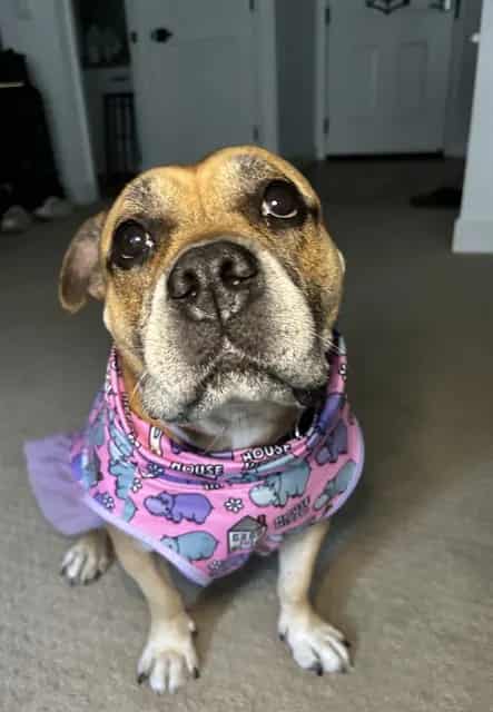 Photo of Freya, adoptable senior American Bulldog in San José, California
