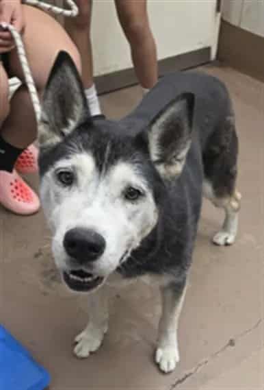 Photo of Scrappy, adoptable senior Siberian Husky in Chicago, Illinois