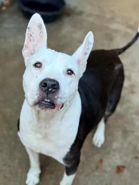 Photo of Queenie, adoptable senior American Pit Bull Terrier mix in Chicago, Illinois