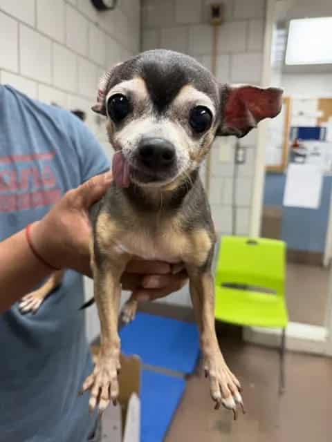 Photo of Cookie, adoptable senior Chihuahua - Smooth Coated in Chicago, Illinois