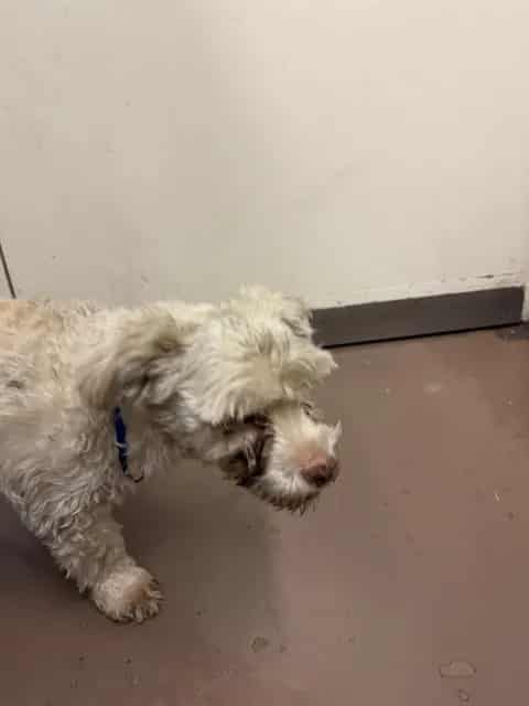 Photo of Charlie, adoptable senior Poodle - Miniature mix in Chicago, Illinois