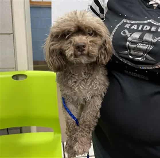 Photo of Bella, adoptable senior Poodle - Miniature mix in Chicago, Illinois