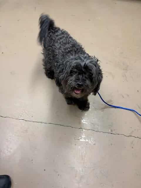 Photo of Marleth, adoptable senior Shih Tzu in Chicago, Illinois