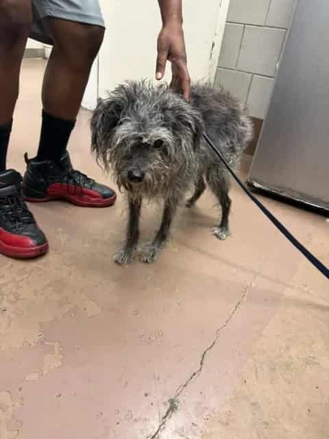 Photo of Knight, adoptable senior Schnauzer - Miniature in Chicago, Illinois